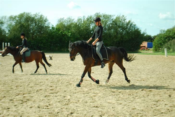 Anden særlig race Yasya - gamle part. - Dressur 23. august 2009 - øgede trav længde :). billede 4