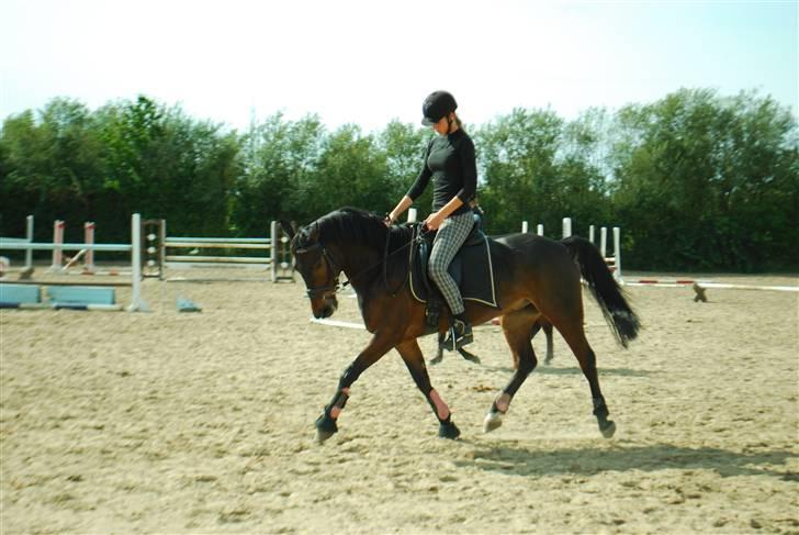 Anden særlig race Yasya - gamle part. - Dressur 23 august 2009 - arbejds trav :) Og ja, jeg kigger enormt meget ned der ! d; billede 5