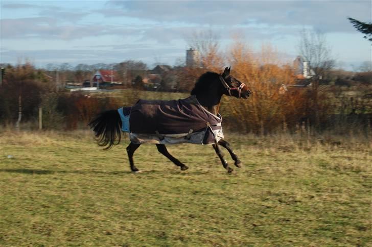 Anden særlig race Yasya - gamle part. - Yiiihaa :D - skønne pony :´) <3. billede 7