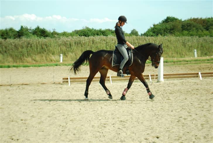 Anden særlig race Yasya - gamle part. - Dressur 23. august 2009. Jeg ved godt at jeg kigger ned xD. billede 8