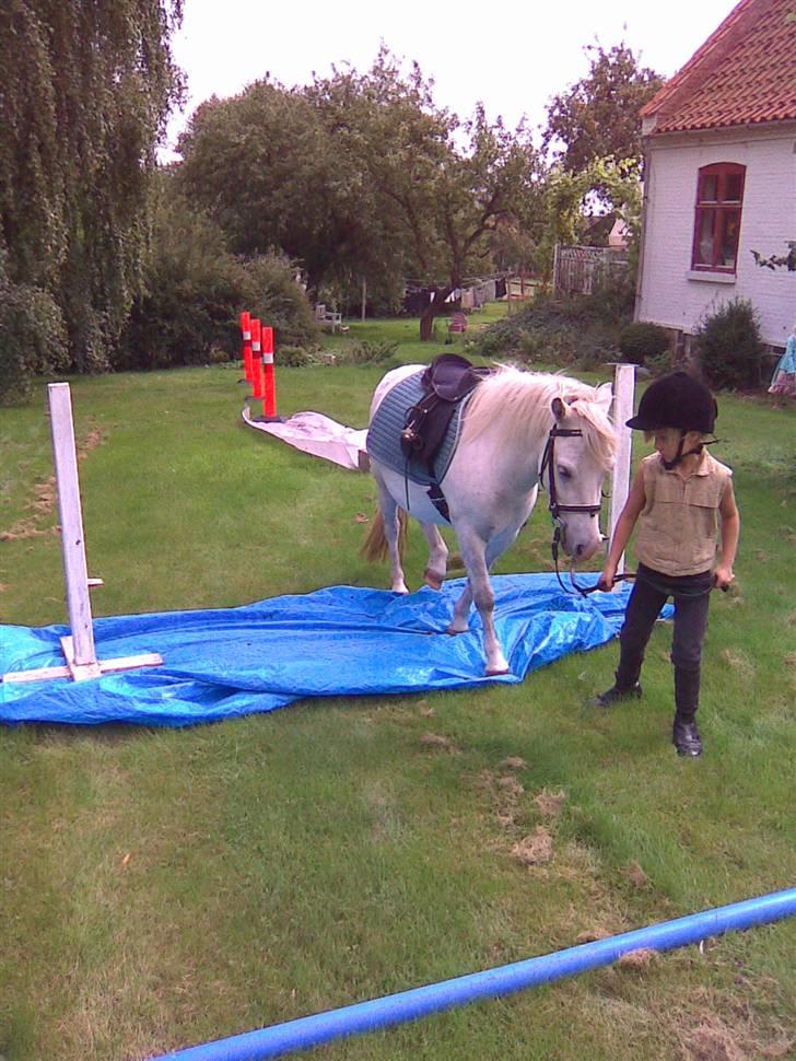 Anden særlig race Herkules billede 2