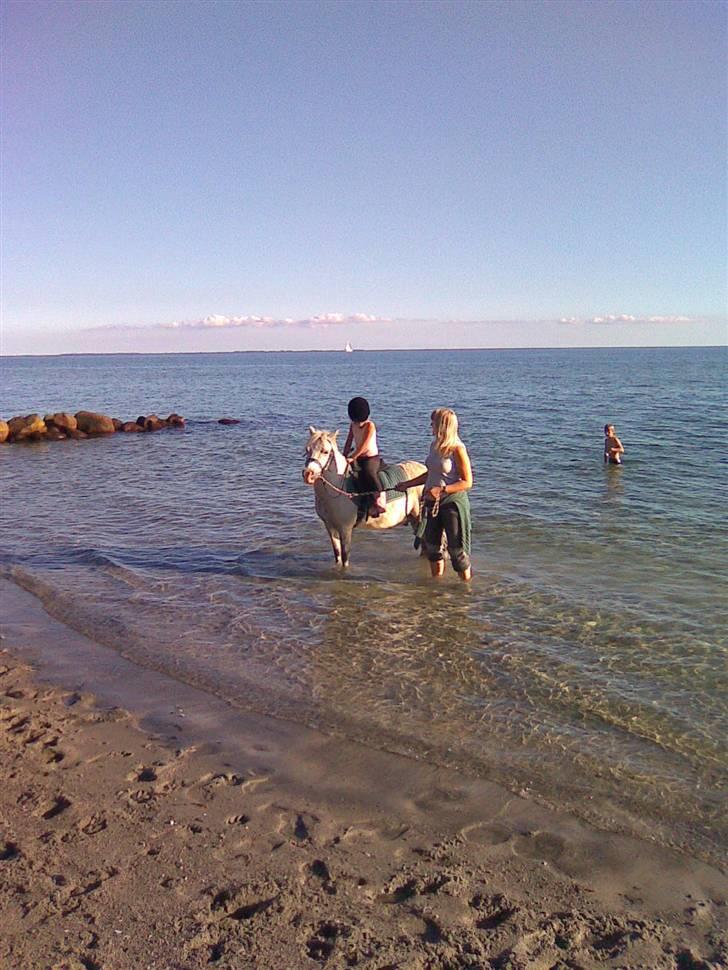 Anden særlig race Herkules - herkules som bade dyr billede 3