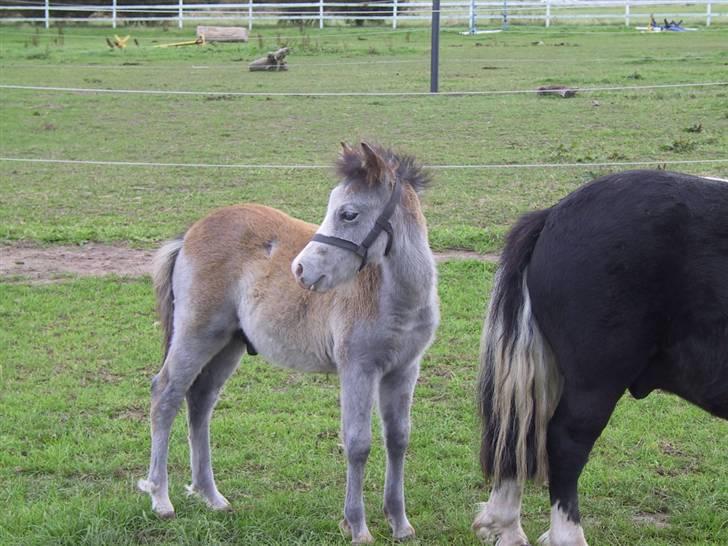 Anden særlig race Herkules - baby herkules billede 5