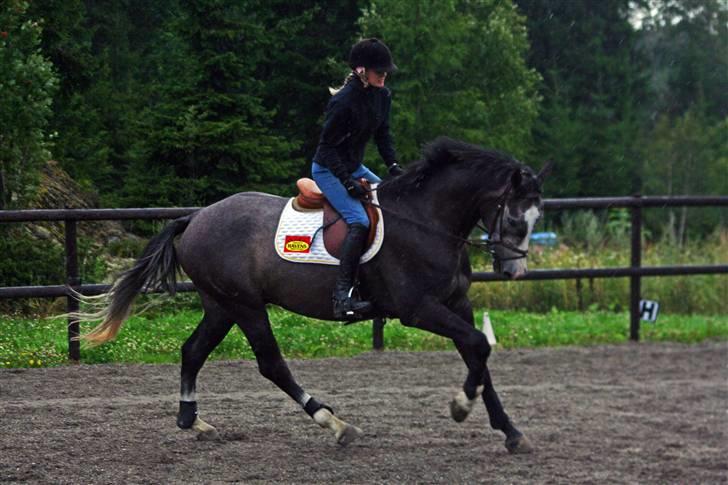 Dansk Varmblod Ågaards Corcentus (Tussi) - Corcentus i galopp på ridebanen den første uge herhjemme billede 16