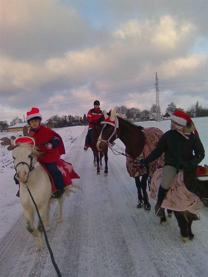 Anden særlig race Herkules - så ryger lokkerne... billede 10