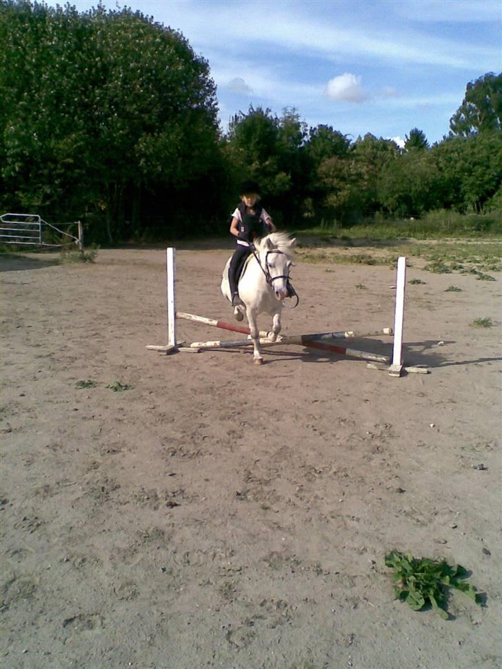 Anden særlig race Herkules - lærke & herkules  over lille spring sommer ´09 billede 11