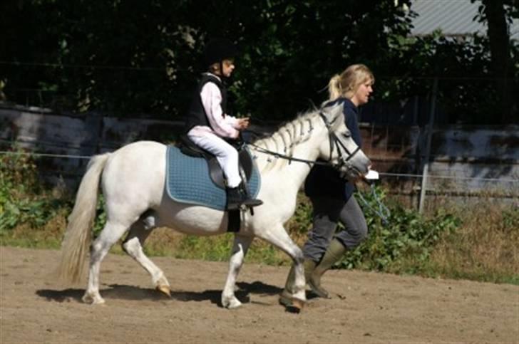 Anden særlig race Herkules - stævne. billede 13