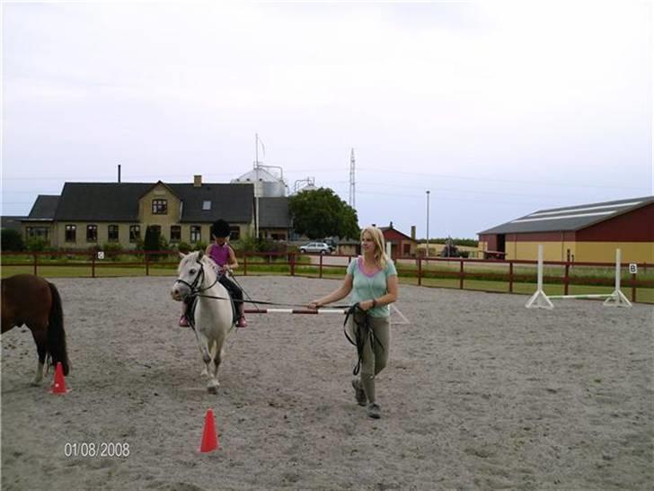 Anden særlig race Herkules - på ridebanen. billede 15
