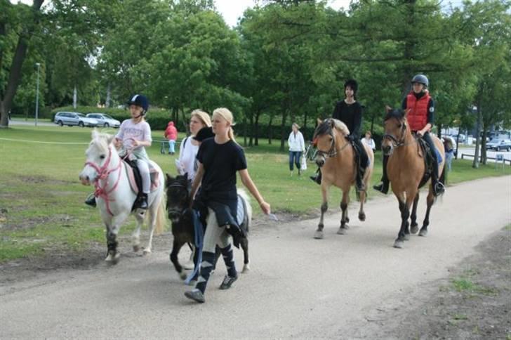 Anden særlig race Herkules - Lærke & herkules til stjerne ridt i Næstved sammen med lille søs Anemone og lilleskid billede 16