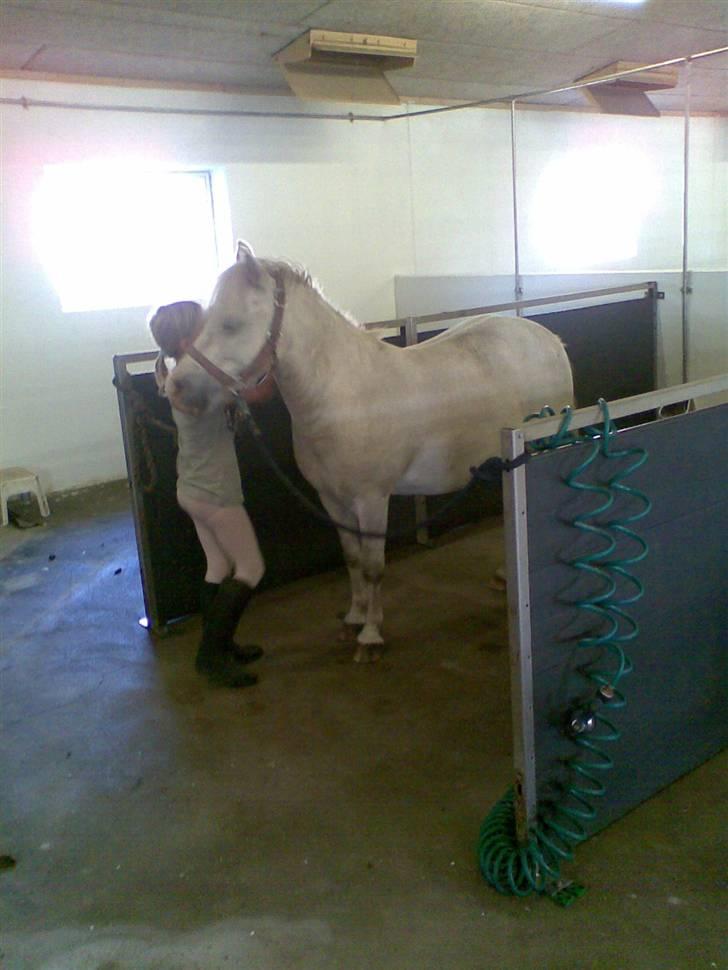 Anden særlig race Herkules - pusse-nusse tid i vandspiltovet. billede 17