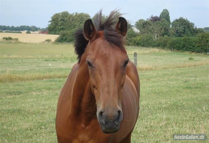 Connemara Søstholm Rapsody | A-pony - prinssesen. :´) <3 billede 15