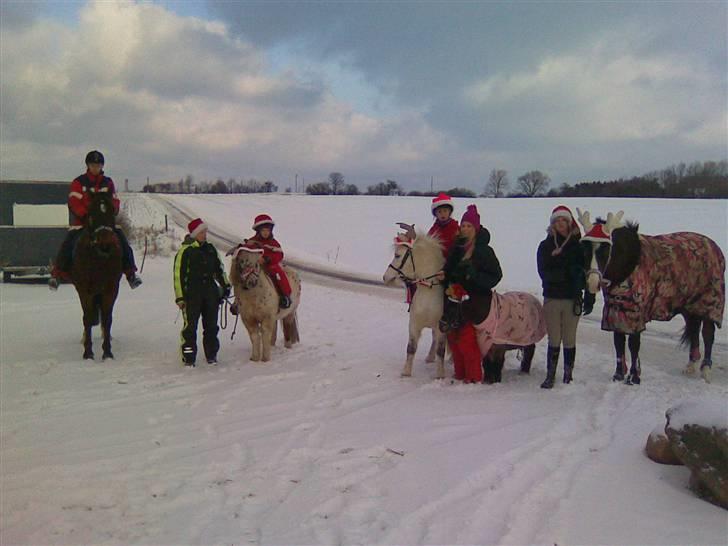 Anden særlig race Herkules - den traditionelle juletur. herkules og lærke i midten. billede 20