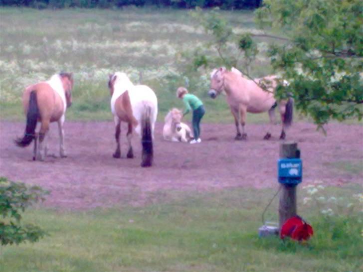 Fjordhest Bavnshøj´s Kaiser Julius (Død) - Hej Julius.. Julie har ikke set Julius i 6 uger.. billede 6
