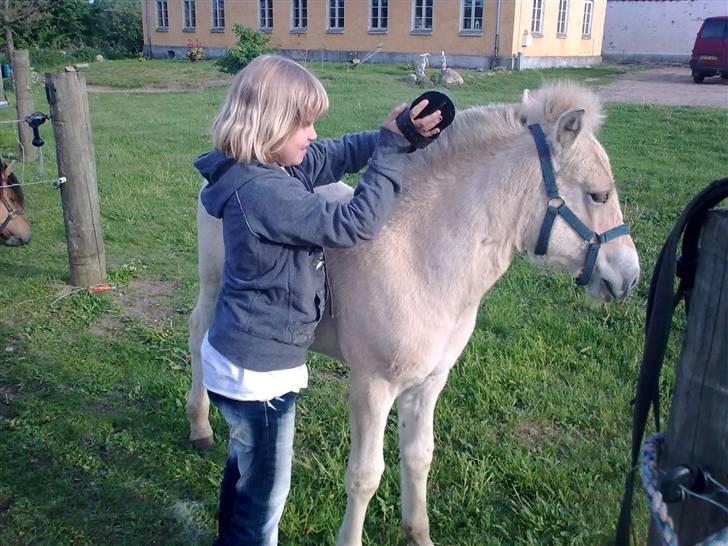 Fjordhest Bavnshøj´s Kaiser Julius (Død) - Nu skal du være fin min dreng.... billede 7