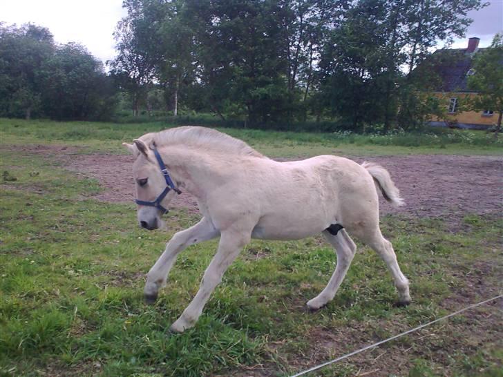 Fjordhest Bavnshøj´s Kaiser Julius (Død) - Hvem vil løbe om kap..., I kan bare komme ann... billede 8
