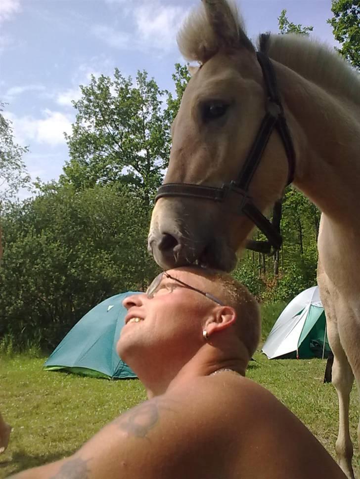 Fjordhest Bavnshøj´s Kaiser Julius (Død) - Julius var med på lejr tur ved Birksø, en stille og rolig køretur med hestevogn... billede 9