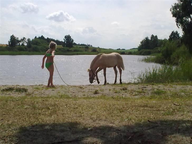 Fjordhest Bavnshøj´s Kaiser Julius (Død) - ....fra birksø. Julie og Julius var en tur i vandet, til knæende og ikke længere... billede 10