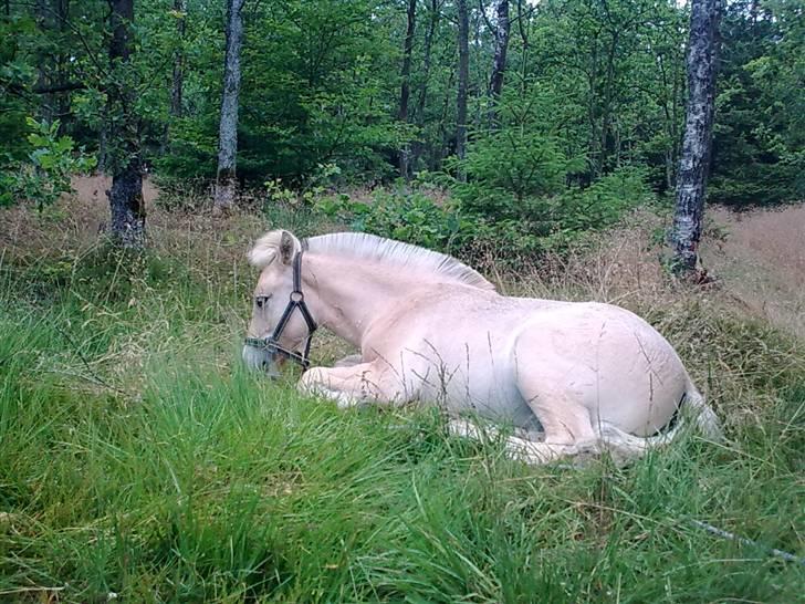 Fjordhest Bavnshøj´s Kaiser Julius (Død) - Det er hårdt at være på lejr tur..."Gaaab" nat nat.... billede 11