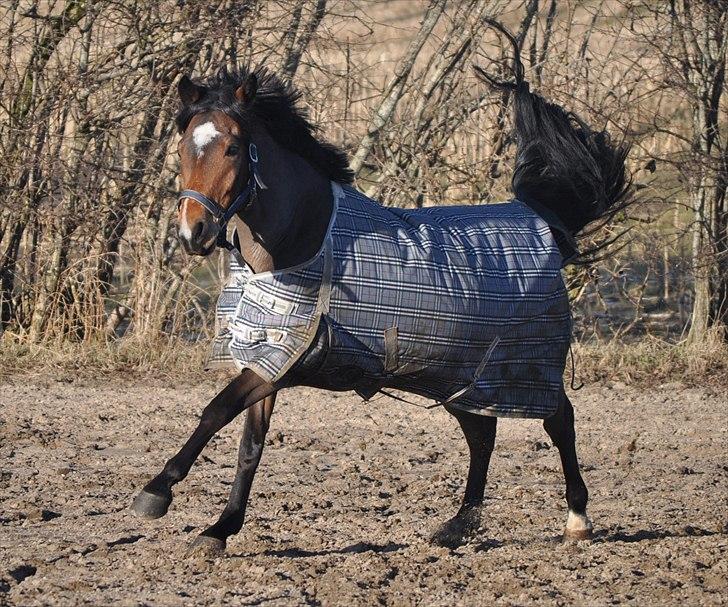 Anden særlig race Linus SOLGT :'( - 18. Min helt igennem fantastiske pony! billede 16