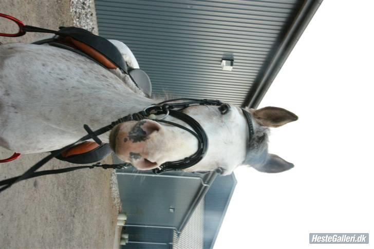 Anden særlig race Irish Spot billede 12