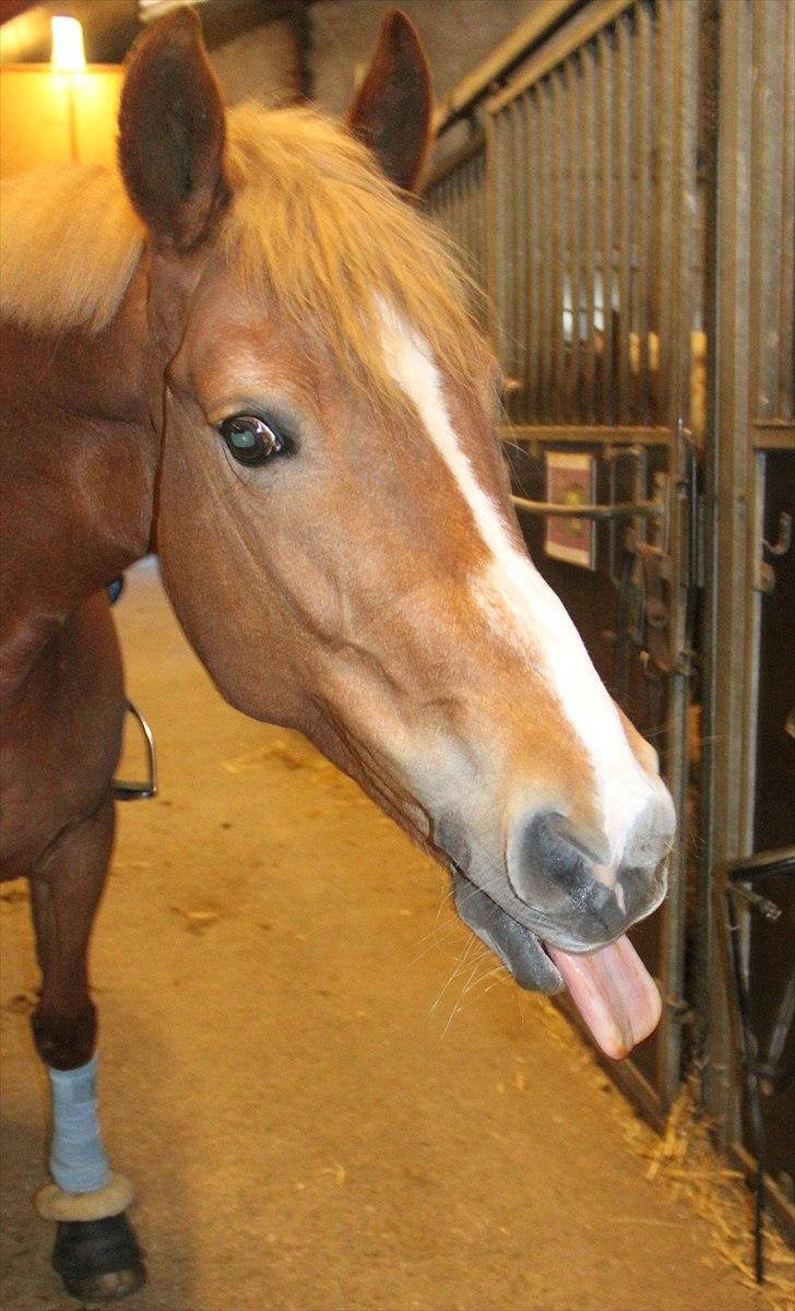 Anden særlig race Bakkens Flicka - Du er verdens mest tosset pony..:D billede 10