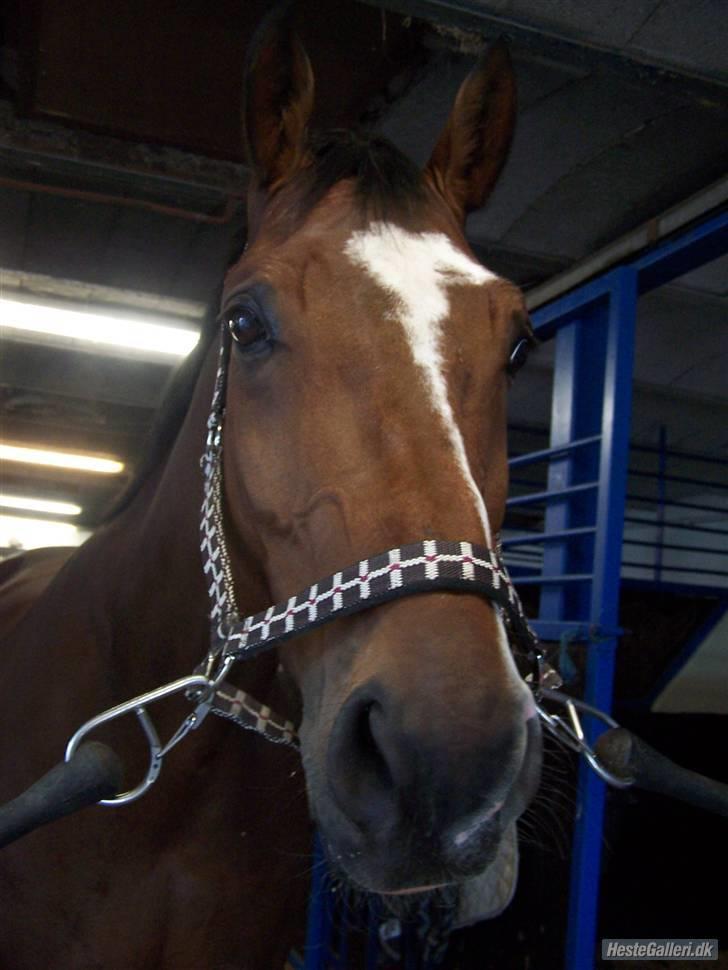 Dansk Varmblod Azur Khan - Strigler miijn smukke pony <333 FOTO : Emma xD billede 15