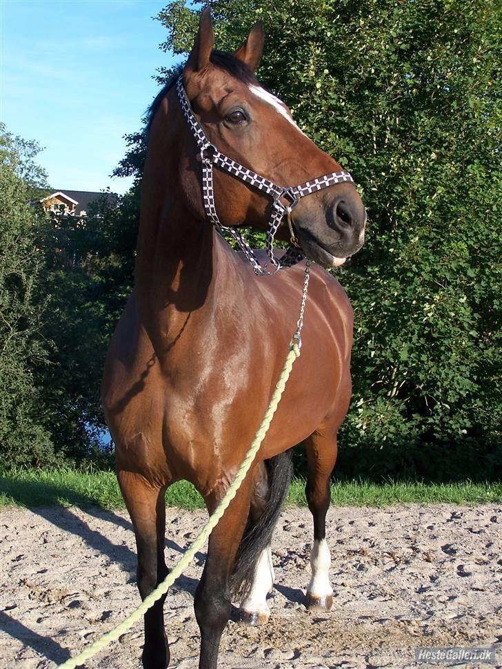 Dansk Varmblod Azur Khan - EN FUCKING SMUK OG SKØN HEST !!!!!<333333333333    FOTO:EMMA  billede 17