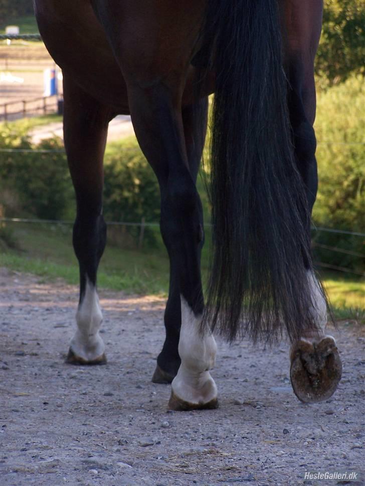 Dansk Varmblod Azur Khan - You are in my haert, and there you will be <33 you do that i belive on you and me xD <33333 FOTO:EMMA billede 18