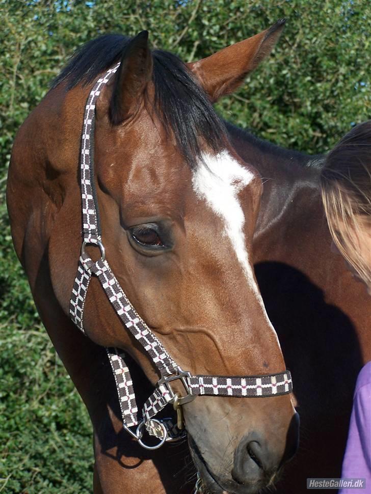 Dansk Varmblod Azur Khan billede 19