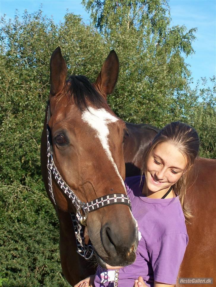 Dansk Varmblod Azur Khan - Du Gør Mig Høj ! du den enste, den eneste der tar´ mig til stjernerne, med dig er jeg ik ALene ! FOTO:EMMA billede 20