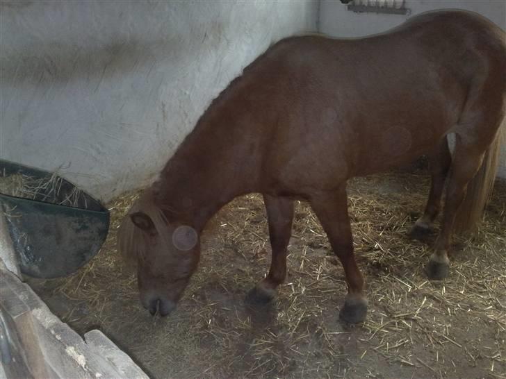 Islænder Reddi - I sin boks billede 19