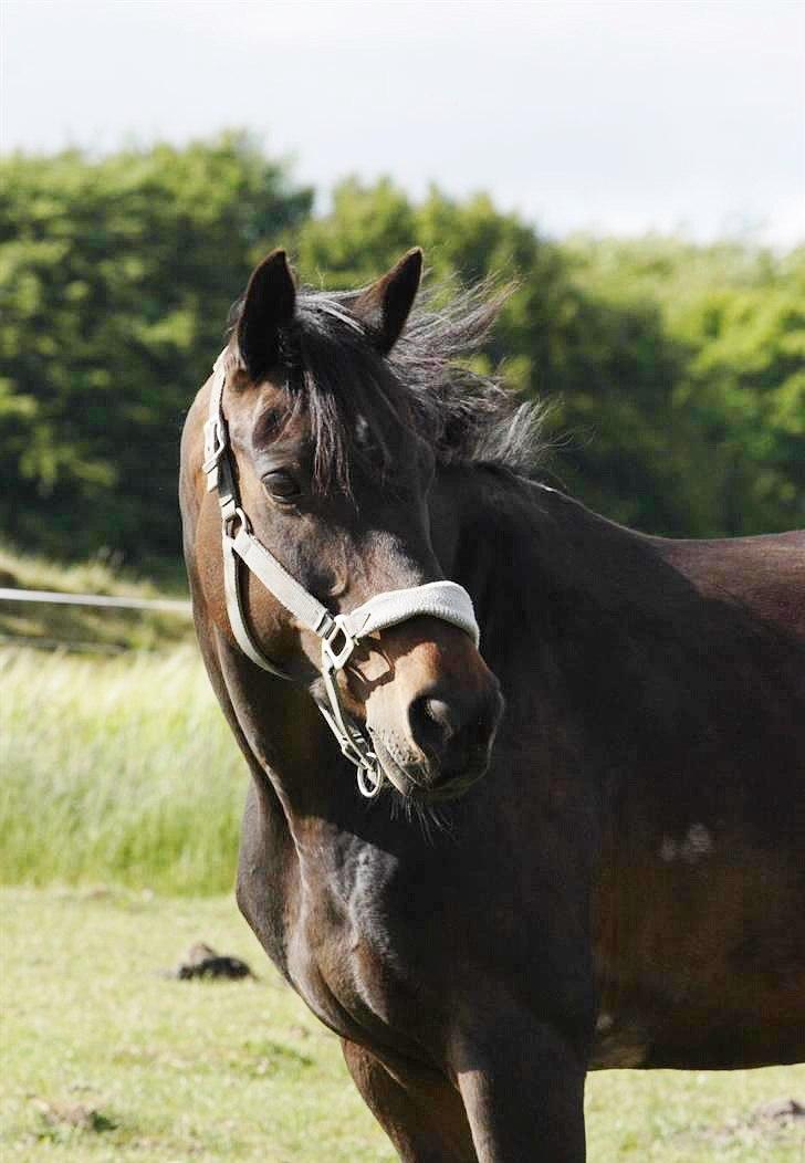 Anden særlig race Tyra - Min smukkeste hest! - Foto: Per Andersen billede 14