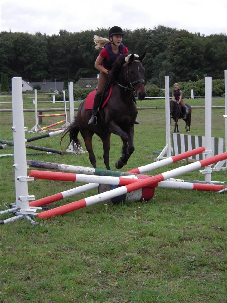 Anden særlig race Tyra - Tyra til hopning billede 16