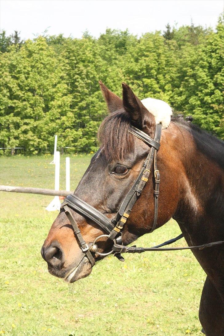 Anden særlig race Tyra - Tyra til stævne i Mariager! - Foto: Line Skou billede 17