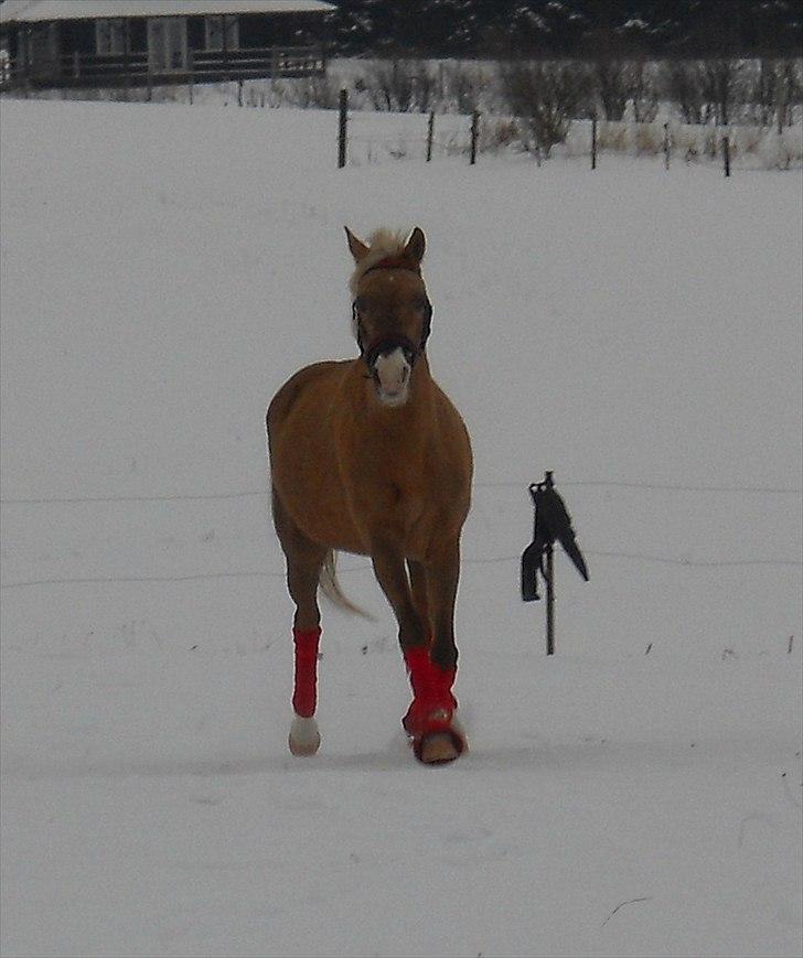 Tysk Sportspony Goldy billede 11