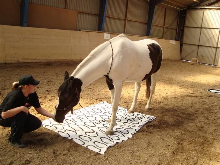 Pinto Moonlights Givea  billede 17