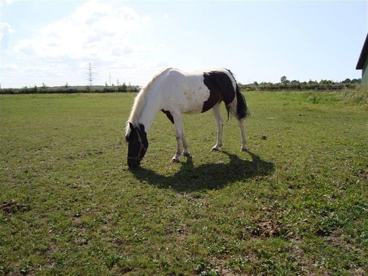 Pinto Moonlights Givea  billede 20