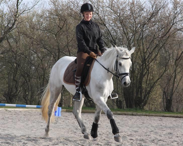 Connemara Delight Aurora - 13.04.09 Aurora har her været redet i lidt over to uger og traver allerede fint rundt på banen :) billede 10