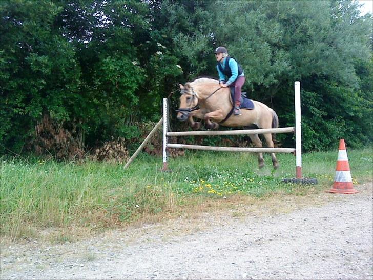 Fjordhest klodshans billede 1