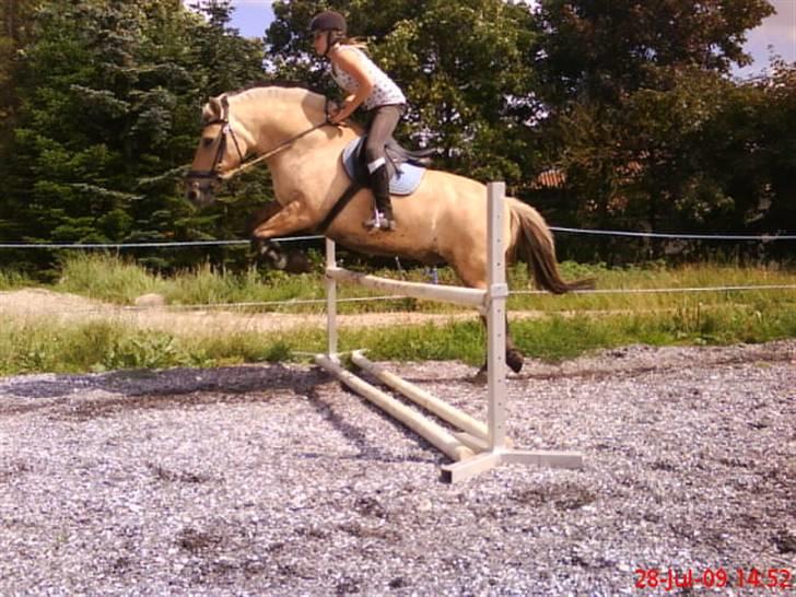 Fjordhest klodshans billede 2