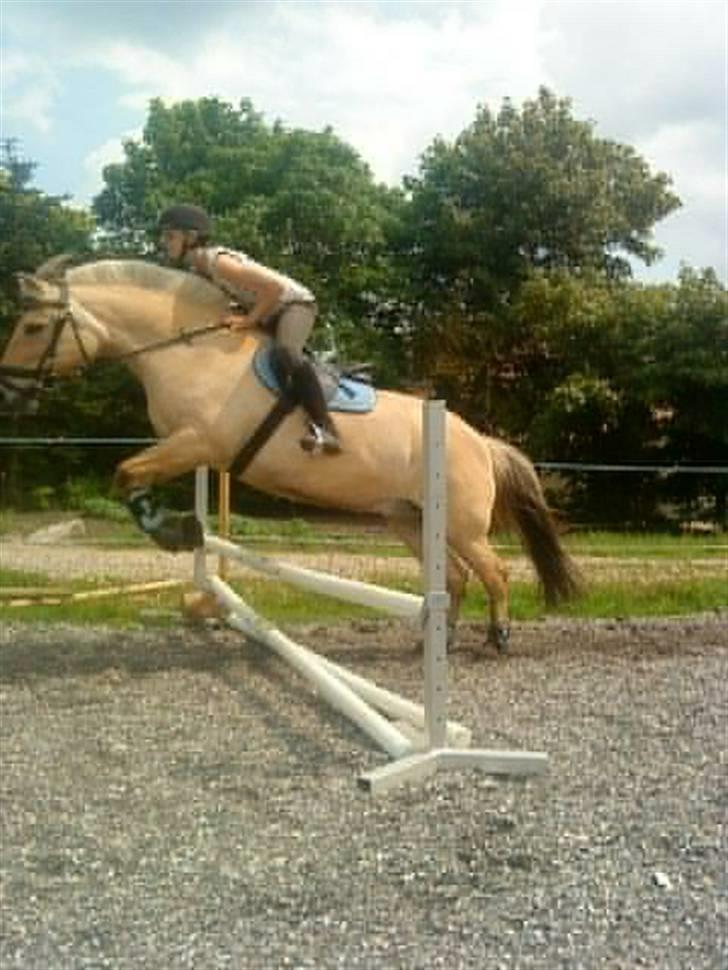 Fjordhest klodshans billede 3