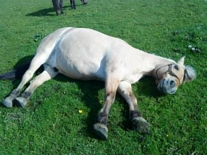 Fjordhest klodshans billede 4