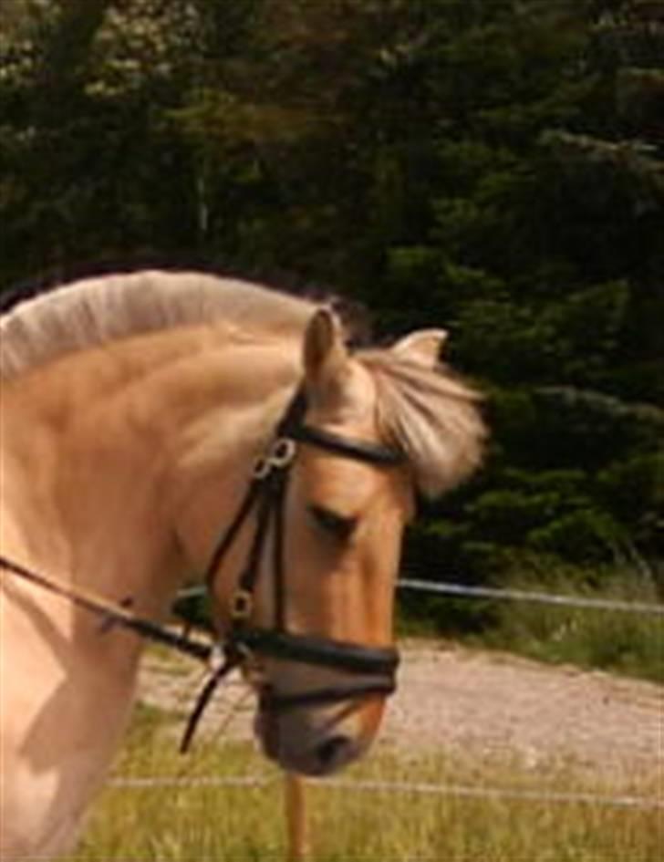 Fjordhest klodshans billede 5