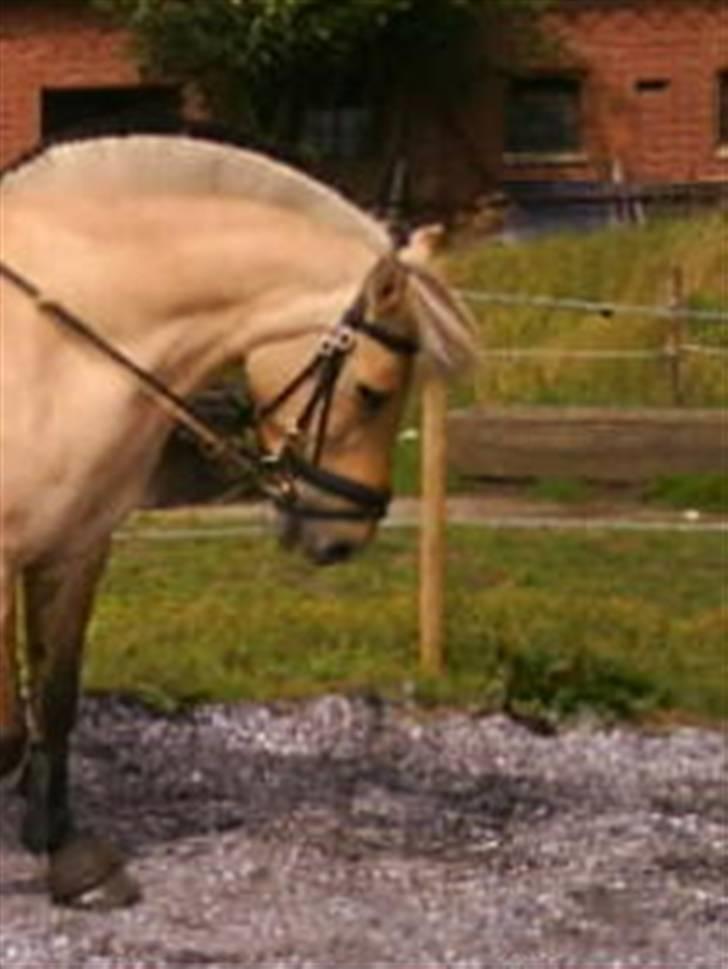 Fjordhest klodshans billede 6