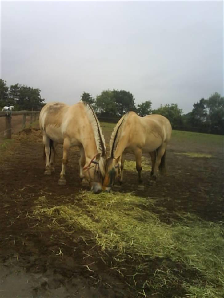 Fjordhest klodshans billede 7