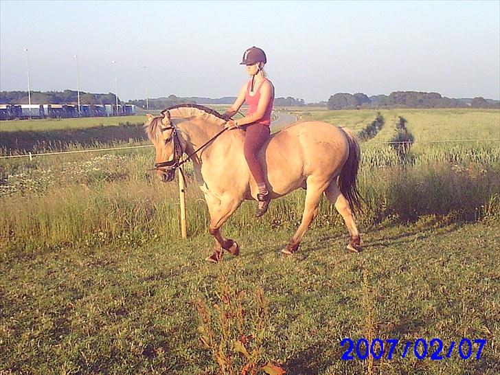 Fjordhest klodshans billede 8