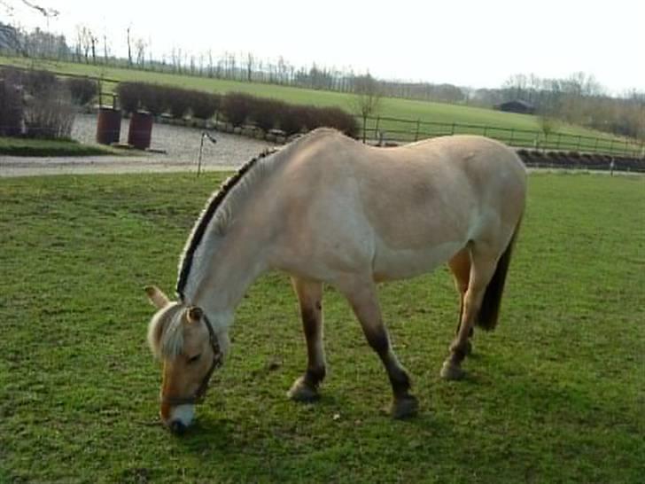 Fjordhest klodshans billede 9