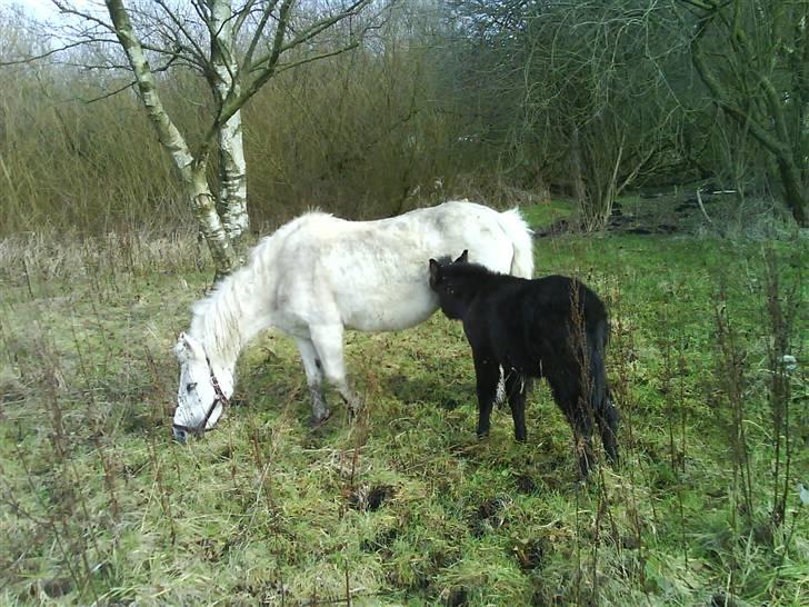 Welsh Mountain (sec A) Trunte (Solgt) billede 9