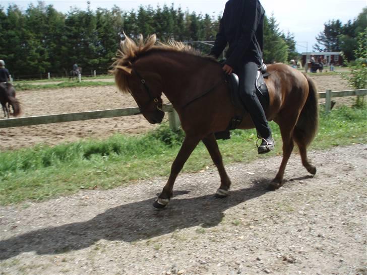 Islænder Yggdrasil fraS. Bóthildur - Billede 8 billede 6