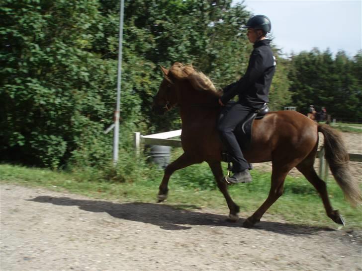 Islænder Yggdrasil fraS. Bóthildur - Billede 9 billede 7